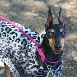 Manchester Terrier All Grown Up from Medley
