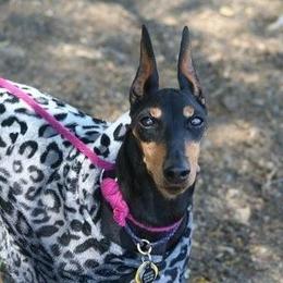 Manchester Terrier All Grown Up from Medley