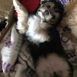 Biewer Terrier and Yorkshire Terrier Puppies from King's Kennel