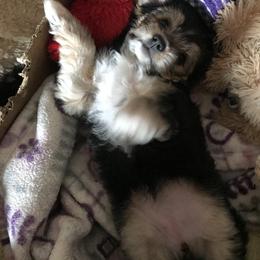 Biewer Terrier and Yorkshire Terrier Puppies from King's Kennel