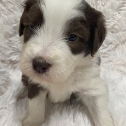Annie - Brown Bearded Collie puppy in Kent, Washington from White Tips Ranch