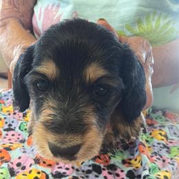 Critter ridge M - Black and tan male Dachshund puppy in Coulterville, California from Critter Ridge mini long hair Dachshunds
