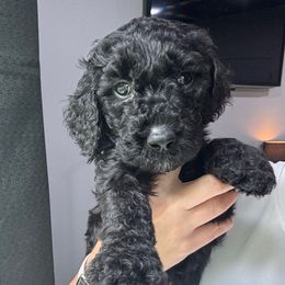 Bentley - Black male Goldendoodle puppy in St. Louis, Illinois from Ashly Miller