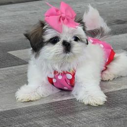 Shih Tzu Puppies from 🩷ViviDreamyShihtzus🩷