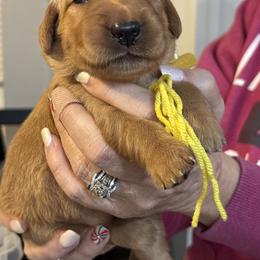 Mint, Yellow, Red, Pink, Purple, Plum, Peach - Dark golden female Golden Retriever puppy in Yuba City, California from Family Loved Golden Retrievers