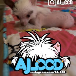 Wolfgang (Super Mini baby face) - White and chocolate male Chinese Crested puppy in San Francisco, California from Aj_CCD
