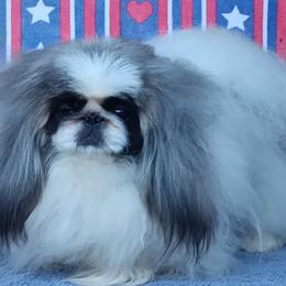 KALI TU - Pekingese