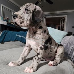 Green Collar - Merle male Great Dane puppy in Alton, Illinois from Show Me Great Danes and Basset Hounds
