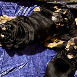 Bulldogs from BH Bulldogs