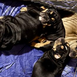 Bulldogs from BH Bulldogs