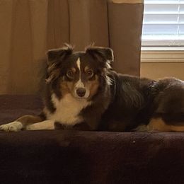 Mia - Miniature Australian Shepherd