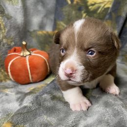 Barrel - Liver and white male American Corgi puppy in Grants Pass, Oregon from KnR Antler Dogs