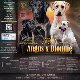 5th pick black female - Black female Labrador Retriever puppy in Berlin, Wisconsin from Gypsy Miracle Kennels