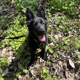 German Shepherd Puppies from Fancy GSDs
