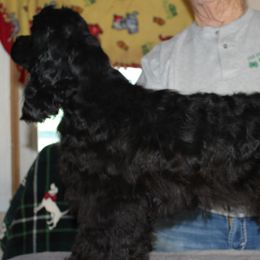 Cocker Spaniels from Arizona kennel