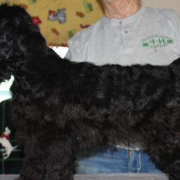 Cocker Spaniels from Arizona kennel