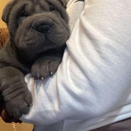 Chinese Shar-Pei Puppies from DCSHARPEI