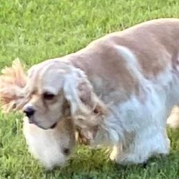 Cocker Spaniels from Little Acres LongviewTx Cocker Spaniels
