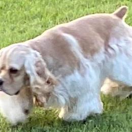 Cocker Spaniels from Little Acres LongviewTx Cocker Spaniels