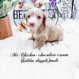 McChicken - Dapple male Dachshund puppy in Prairieville, Louisiana from Southern Barron Danes & Dachshunds