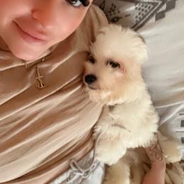 Coton de Tulear and Poodle Puppies from Legacy Pets