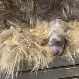 Mabelle - Dapple female Dachshund puppy in Cushing, Oklahoma from Ash's mini Dach's