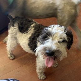 Danni - Miniature Schnauzer