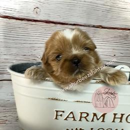 Shih Tzu Puppies from Shurbeez Shih Tzu
