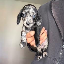 Kora - Dapple female Dachshund puppy in Moreno Valley, California from rdachshunds