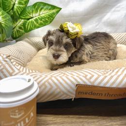 Kitt - Liver female Miniature Schnauzer puppy in Huntington, Utah from Schnauzers on Robinson Lane