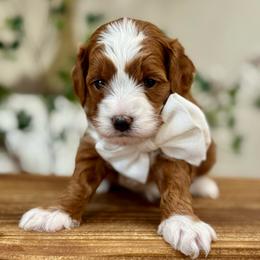 Pineapple boy - Red  male Goldendoodle puppy in Rio Linda, California from Plush Doodles