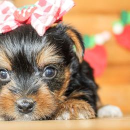 Sandy - Black and tan female Yorkshire Terrier puppy in Hugo, Oklahoma from Ann R.