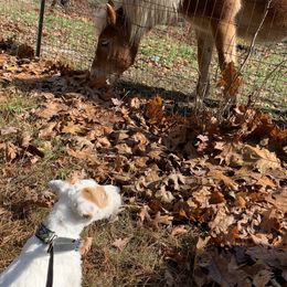 Jack Russell Terrier Puppies from Huckle Hill Jack Russell Terriers