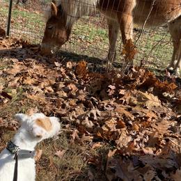 Jack Russell Terrier Puppies from Huckle Hill Jack Russell Terriers