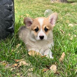 Rusty - Red male Pembroke Welsh Corgi puppy in Goldthwaite, Texas from Everlove Pembroke Welsh Corgis
