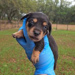 3300..Lilly dapple - Dapple female Dachshund puppy in Winter Haven, Florida from Gateway 2 Little Paws