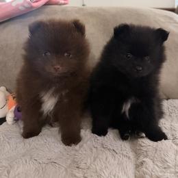 Pomeranian Puppies from PomPom-Angels