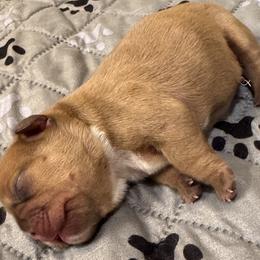 Girl 1 - Fawn female French Bulldog puppy in Litchfield, Ohio from Rock N’ Roll Frenchies