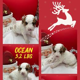 Ocean - Parti male Goldendoodle puppy in Wayland, New York from Loris Pampered Pooches💕