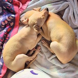Brussels Griffon and Italian Greyhound Puppies from Adornare Kennels
