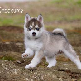 Snookums - Gray and white male Pomsky puppy in Denham Springs, Louisiana from Bayouland Pomskies
