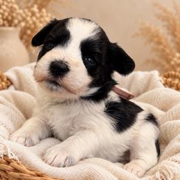 Maisie - Parti female Miniature Schnauzer puppy in Magalia, California from NorCal Schnauzers