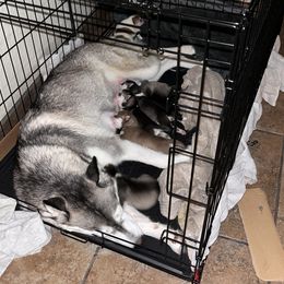 Siberian Husky puppies from Husky Love Home