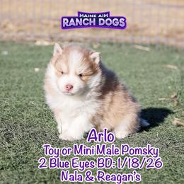 Arlo - Lavender male Pomsky puppy in Humeston, Iowa from M.A.R. Dogs