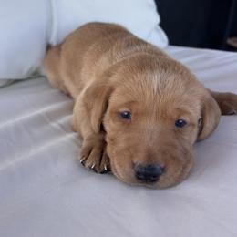 Green - Yellow male Labrador Retriever puppy in Oklahoma City, Oklahoma from H & H Retrievers