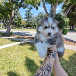 Nova - Gray and white female Pomsky puppy in La Verne, California from Red Cedar Pomskies
