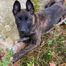 Dutch Shepherd Puppies from Blackcraft K9