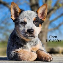 Australian Cattle Dog Puppies from TLC Cattle dogs