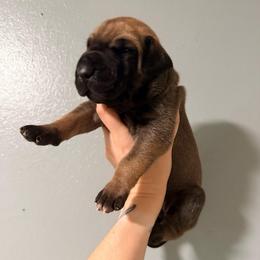 Classy - Fawn female Great Dane puppy in Jerusalem, Arkansas from Mara Danes