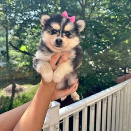 Girl - Black and white female Pomsky puppy in Leesburg, Virginia from Capital Pomsky